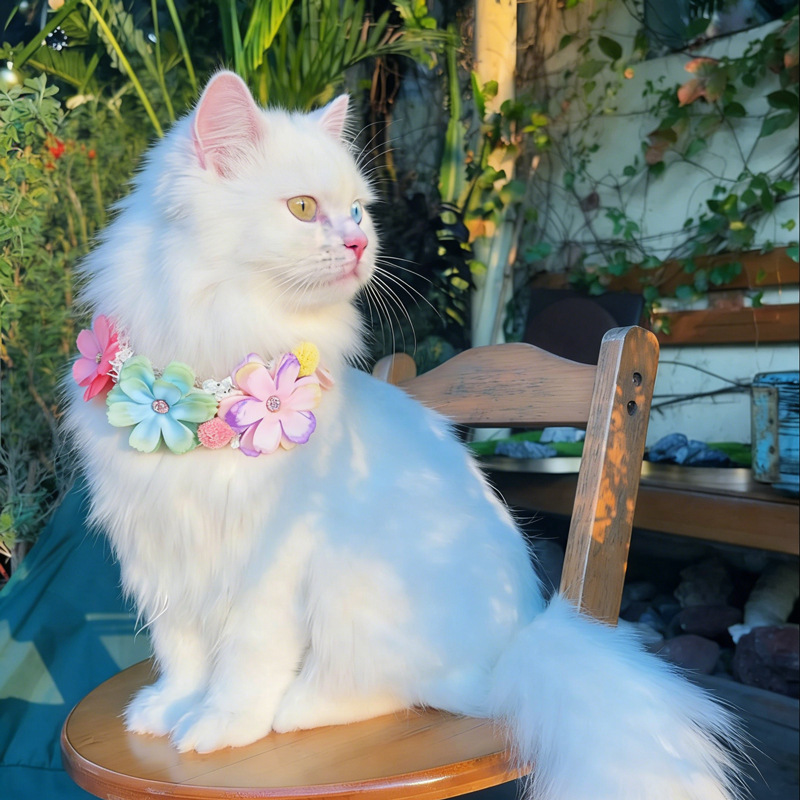 Gorgeous Colorful Flower Pet C - đánh giá và giá Photography Basic
