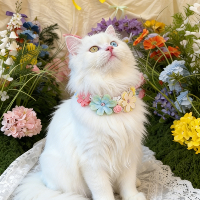 Gorgeous Colorful Flower Pet C - đánh giá và giá Photography Basic